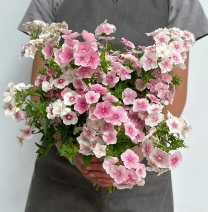 Vasaras floksis 'Blushing Bride'